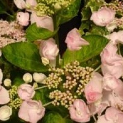 Hydrangea macrophylla 'Hobella'