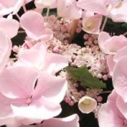 Hydrangea macrophylla 'Hobella' - Hortensia Hobella