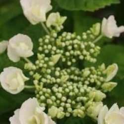 Hydrangea macrophylla 'Hobella'
