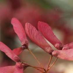 Acer palmatum 'Osakazuki'