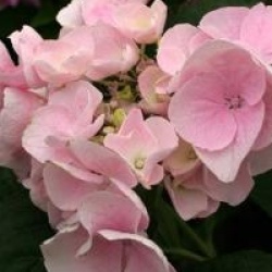 Hydrangea macrophylla 'Hobella'