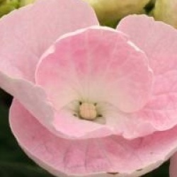 Hydrangea macrophylla 'Hobella'