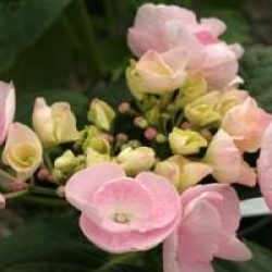 Hydrangea macrophylla 'Hobella'