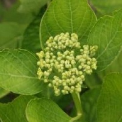 Hydrangea macrophylla 'Holibel'