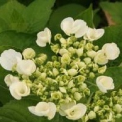 Hydrangea macrophylla 'Holibel'