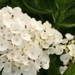 Hydrangea macrophylla 'Holibel'