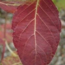 Hydrangea macrophylla 'Holibel'