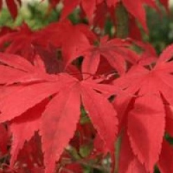 Acer palmatum 'Osakazuki'
