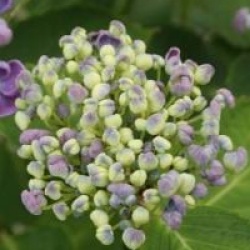Hydrangea macrophylla 'Hopcorn'