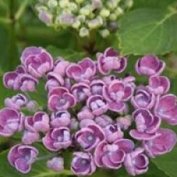 Hydrangea macrophylla 'Hopcorn'