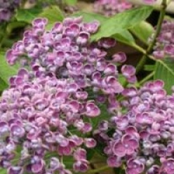 Hydrangea macrophylla 'Hopcorn'