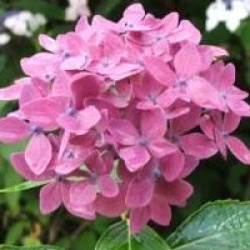 Hortensia nain Hornli