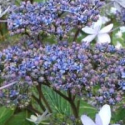 Hortensia Izu-no-hana