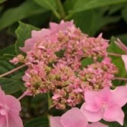 Hydrangea macrophylla 'Jogasaki'
