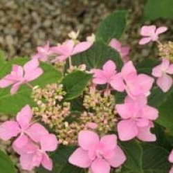 Hydrangea macrophylla 'Jogasaki'