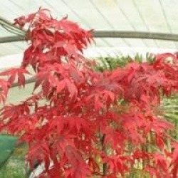 Acer palmatum 'Osakazuki'
