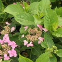 Hydrangea macrophylla 'Jogasaki'
