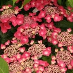 Hydrangea macrophylla 'Kardinal' - Hortensia Kardinal