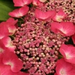 Hydrangea macrophylla 'Kardinal'