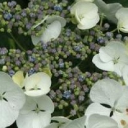 Hydrangea macrophylla 'Libelle'
