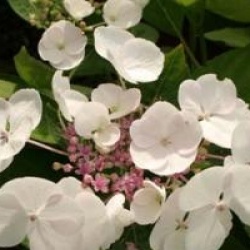 Hortensia � fleurs plates Libelle