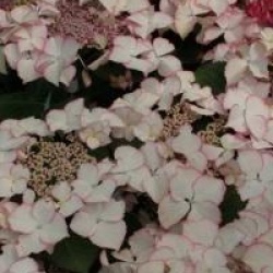 Hydrangea macrophylla 'Love You Kiss'