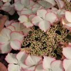 Hydrangea macrophylla 'Love You Kiss'
