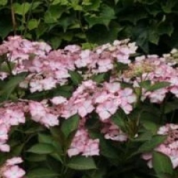 Hydrangea macrophylla 'Love You Kiss'