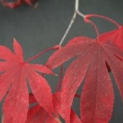 Acer palmatum 'Osakazuki'