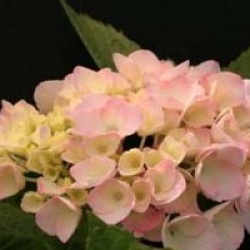 Hydrangea macrophylla 'Madame Plumecoq'