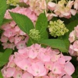 Hydrangea macrophylla 'Madame Plumecoq'