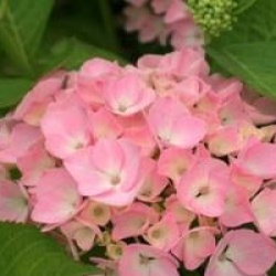 Hydrangea macrophylla 'Madame Plumecoq'