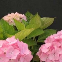 Hydrangea macrophylla 'Madame Plumecoq'