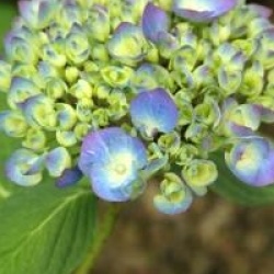 Hydrangea macrophylla 'Mathilde G�tges'