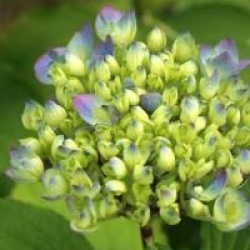 Hydrangea macrophylla 'Mathilde G�tges'
