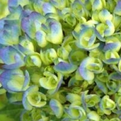 Hydrangea macrophylla 'Mathilde G�tges'