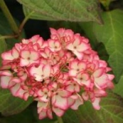 Hydrangea macrophylla 'Mirai'