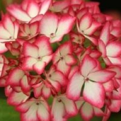 Hydrangea macrophylla 'Mirai'
