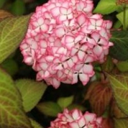 Hydrangea macrophylla 'Mirai'