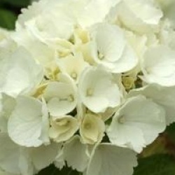 Hydrangea macrophylla 'Madame Emile Mouillere'