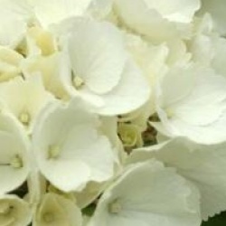 Hydrangea macrophylla 'Madame Emile Mouillere'