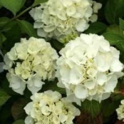 Hydrangea macrophylla 'Madame Emile Mouillere'