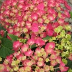 Hortensia Montgomery