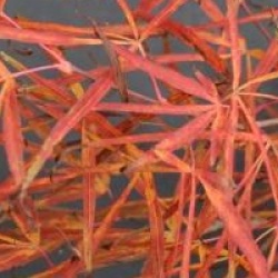 �rable du Japon Red Pygmy