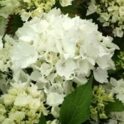 Hydrangea macrophylla 'Nymphe'