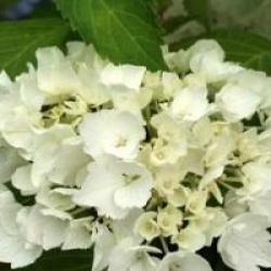 Hortensia Nymphe