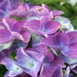 Hydrangea macrophylla 'Pfau'