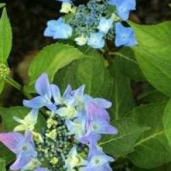 Hydrangea macrophylla 'Pfau'
