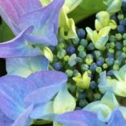 Hydrangea macrophylla 'Pfau'