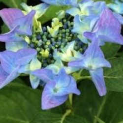 Hydrangea macrophylla 'Pfau'